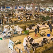 CREMONA: FIERE ZOOTECNICHE INTERNAZIONALI PUNTANO SULLA  FORMAZIONE DI SETTORE DEI GIOVANI