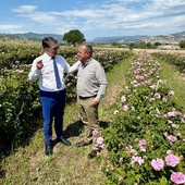 Basilicata, al via il bando per i vivai forestali: Cicala investe sulla qualità per il futuro dei boschi