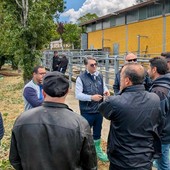 Zootecnia lucana, 5,6 milioni dal governo regionale per l'assistenza tecnica e la prevenzione delle epizoozie