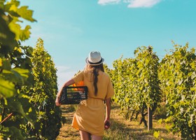 Tra vigne e territori: il vino che fa viaggiare l’Italia !