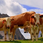 Mercosur, Confagricoltura: Il settore primario deve essere più tutelato