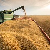Cresce l'export di grano duro turco e l’Italia ne è il principale porto di approdo: lo studio di Confagricoltura su Affari &amp;amp; Finanza