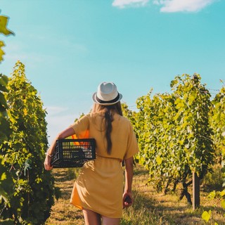 Tra vigne e territori: il vino che fa viaggiare l’Italia !