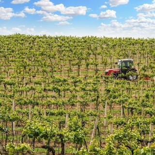Confagricoltura: bene il piano triennale, ora semplificare le procedure per la manodopera estera