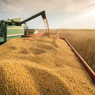 Cresce l'export di grano duro turco e l’Italia ne è il principale porto di approdo: lo studio di Confagricoltura su Affari &amp;amp; Finanza