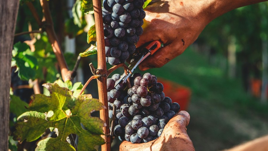 Turismo enogastronomico: viaggio nell’Italia che si riscopre attraverso il cibo!