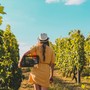 Tra vigne e territori: il vino che fa viaggiare l’Italia !