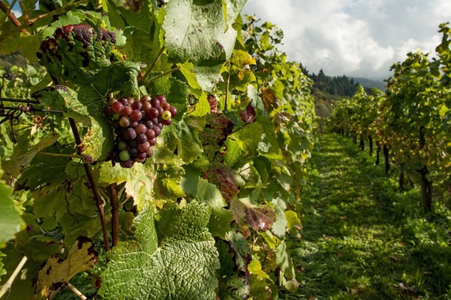 Come progettare e gestire servizi enoturistici. Iscrizioni aperte fino al 4 novembre al corso di alta formazione Enapra e Smea Come progettare e gestire servizi enoturistici. Iscrizioni aperte fino al 4 novembre al corso di alta formazione Enapra e Smea