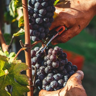 Turismo enogastronomico: viaggio nell’Italia che si riscopre attraverso il cibo!
