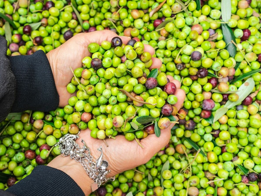 Olio extravergine, prezzi dimezzati in un anno: gli olivicoltori minacciano di lasciare le olive sugli alberi Olio extravergine, prezzi dimezzati in un anno: gli olivicoltori minacciano di lasciare le olive sugli alberi