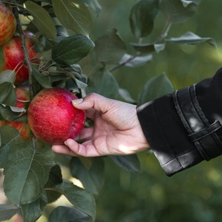 Raccolta frutta, cercasi manodopera: il dilemma degli agricoltori