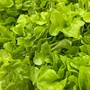 Confagricoltura - Insalate pronte al consumo: Quarta gamma in difficoltà per clima avverso e rincari dei costi di produzione Confagricoltura - Insalate pronte al consumo: Quarta gamma in difficoltà per clima avverso e rincari dei costi di produzione