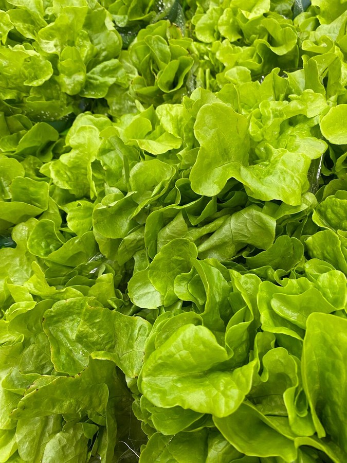 Confagricoltura - Insalate pronte al consumo: Quarta gamma in difficoltà per clima avverso e rincari dei costi di produzione Confagricoltura - Insalate pronte al consumo: Quarta gamma in difficoltà per clima avverso e rincari dei costi di produzione