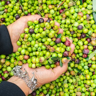 Olio extravergine, prezzi dimezzati in un anno: gli olivicoltori minacciano di lasciare le olive sugli alberi