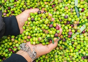 Olio extravergine, prezzi dimezzati in un anno: gli olivicoltori minacciano di lasciare le olive sugli alberi Olio extravergine, prezzi dimezzati in un anno: gli olivicoltori minacciano di lasciare le olive sugli alberi