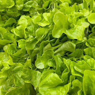 Confagricoltura - Insalate pronte al consumo: Quarta gamma in difficoltà per clima avverso e rincari dei costi di produzione
