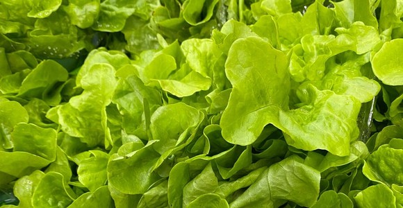 Confagricoltura - Insalate pronte al consumo: Quarta gamma in difficoltà per clima avverso e rincari dei costi di produzione Confagricoltura - Insalate pronte al consumo: Quarta gamma in difficoltà per clima avverso e rincari dei costi di produzione