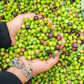 Olio extravergine, prezzi dimezzati in un anno: gli olivicoltori minacciano di lasciare le olive sugli alberi Olio extravergine, prezzi dimezzati in un anno: gli olivicoltori minacciano di lasciare le olive sugli alberi