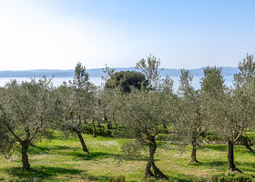 Olivi lombardi, via libera alla combustione dei residui di potatura: deroga fitosanitaria per il 2026