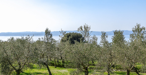 Olivi lombardi, via libera alla combustione dei residui di potatura: deroga fitosanitaria per il 2026