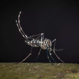 Iss, salgono a 275 i casi confermati di West Nile in Italia. 19 decessi