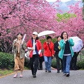 Cina, con i ciliegi in fiore turismo di primavera in crescita Cina, con i ciliegi in fiore turismo di primavera in crescita