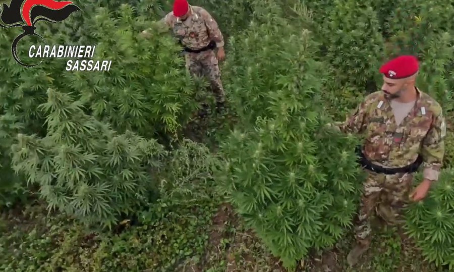 Blitz antidroga in Sardegna, 21 misure cautelari Blitz antidroga in Sardegna, 21 misure cautelari