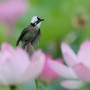 Cina, stretta sulla caccia illegale agli uccelli e i reati contro fauna selvatica Cina, stretta sulla caccia illegale agli uccelli e i reati contro fauna selvatica