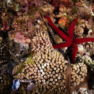 Marevivo lancia “MedCoral Guardians” per la tutela dei coralli