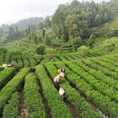La Cina potenzia i settori della tradizione, dalla seta al tè alla porcellana La Cina potenzia i settori della tradizione, dalla seta al tè alla porcellana