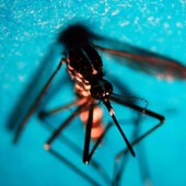 Da inizio anno 718 casi di West Nile in Italia, 49 decessi