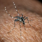 In Italia 351 casi di West Nile, 22 i decessi In Italia 351 casi di West Nile, 22 i decessi