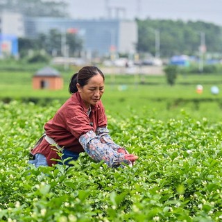 Cina, obiettivo industria del tè da 1.500 mld di yuan entro il 2030