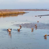 Cina, parco naturale nel Ningxia diventa un paradiso per gli uccelli migratori