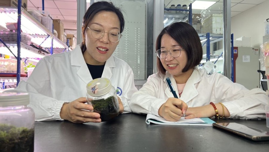 Cina, scoperta la pianta desertica “più resistente” anche nello spazio Cina, scoperta la pianta desertica “più resistente” anche nello spazio