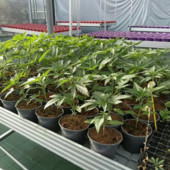 Savona, smantellata rete dedita al traffico internazionale di droga