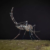 West Nile, al 23 luglio 32 casi di cui 21 in provincia di Latina
