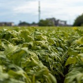 Sigarette illecite in aumento in Ue, Italia modello nel contrasto