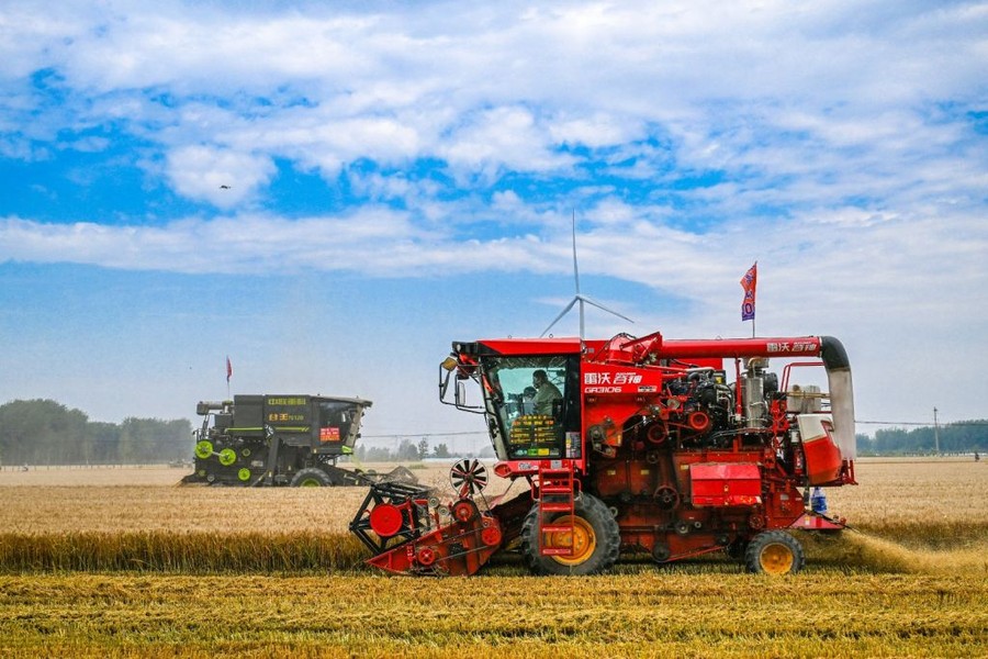 Cina, per la prima volta il raccolto di cereali estivi supera 150 mln tonnellate
