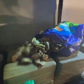 Droga dalla Spagna a Napoli per le piazze italiane, 5 arresti Droga dalla Spagna a Napoli per le piazze italiane, 5 arresti