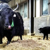 In Cina la prima clonazione di gruppo di 10 yak