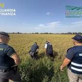 Pavia, maxi frode su riso biologico. Profitti illeciti per 10 milioni dl euro Pavia, maxi frode su riso biologico. Profitti illeciti per 10 milioni dl euro