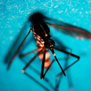 Da inizio anno in Italia 647 casi di infezione da West Nile, 47 decessi