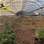 Sequestrati a Bari 610 chili di marijuana, due indagati
