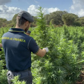 Scoperta nel Sassarese maxi piantagione di marijuana da 4.600 piante