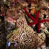 Marevivo lancia “MedCoral Guardians” per la tutela dei coralli